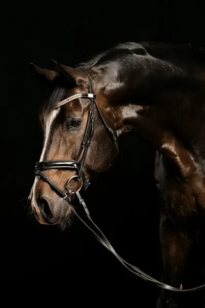 沙漠之鹰 - 马匹血统 - 8868.com