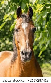 皇家信使 - 马匹血统 - 8868.com