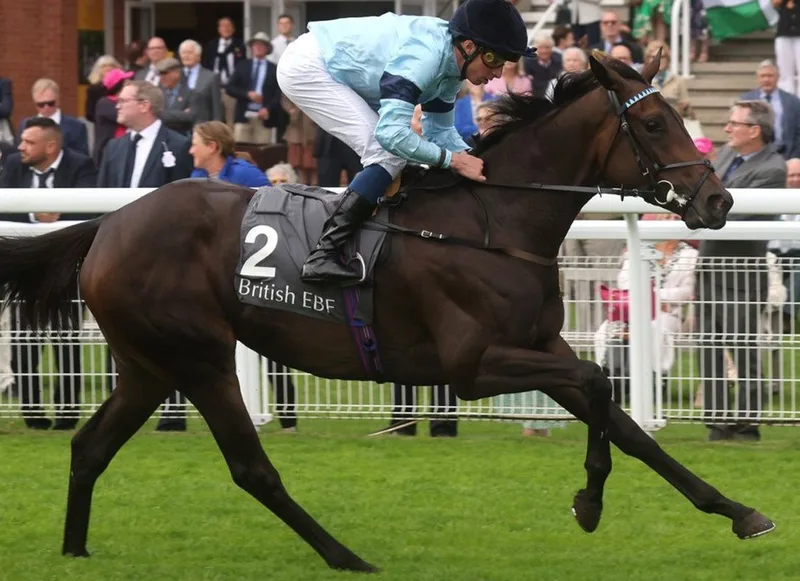 午夜狂奔 - 马匹血统 - 8868.com