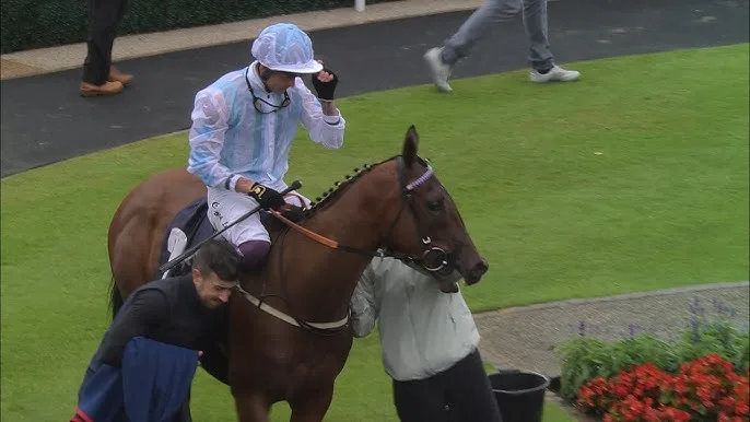 凯旋之光 - 马匹血统 - 8868.com